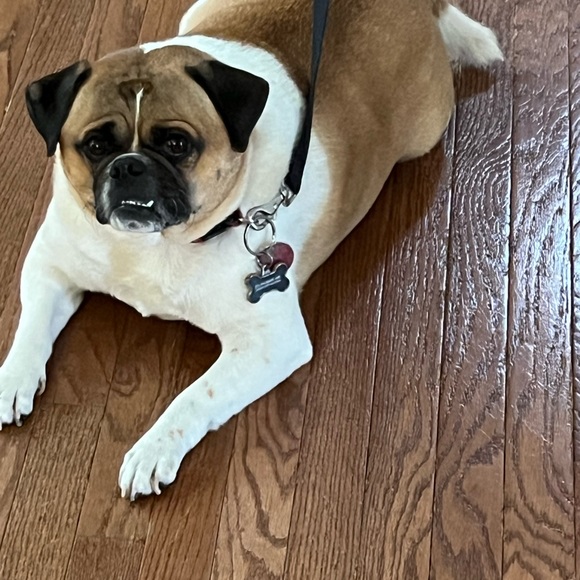 Meet your Posher, Wanda - Picture 3 of 6